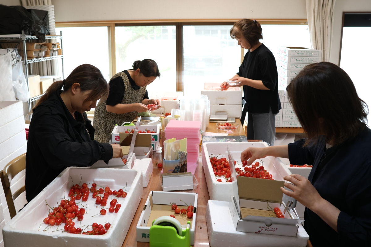 佐藤錦を詰める作業の様子